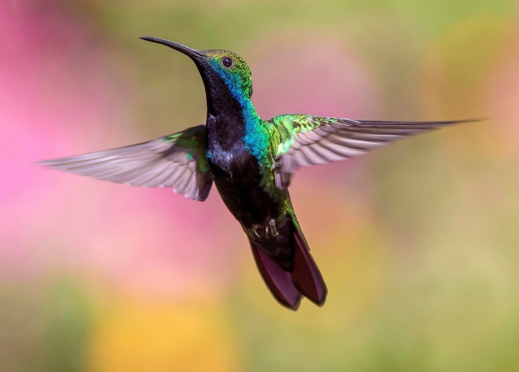 New Photography Trends for 2023 1 bird wing fly beak color hummingbird 150031